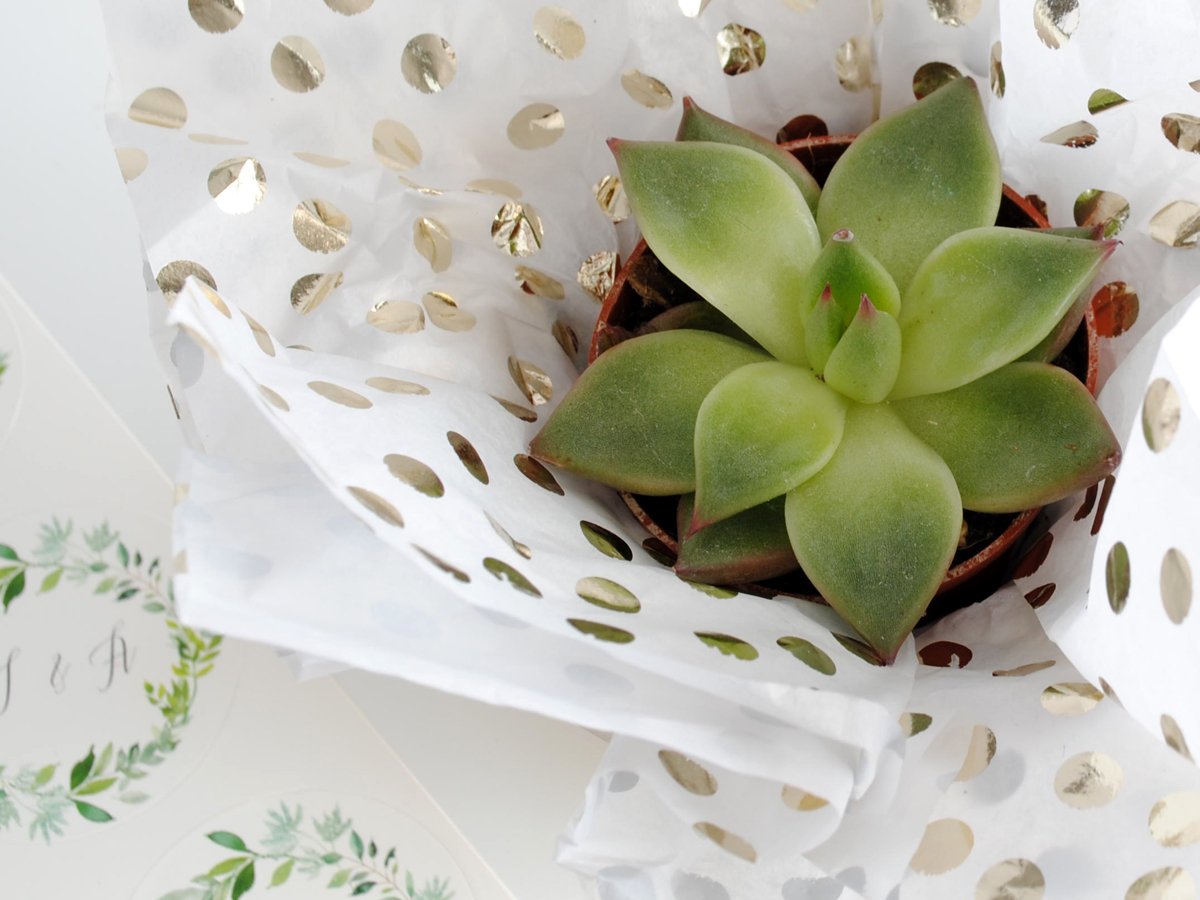 Succulent plants make the perfect party favor. Customize with a sticker you make online.